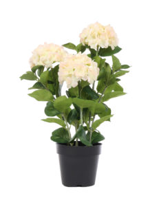 Grote Kunst Hortensia Wit-Roze 65cm