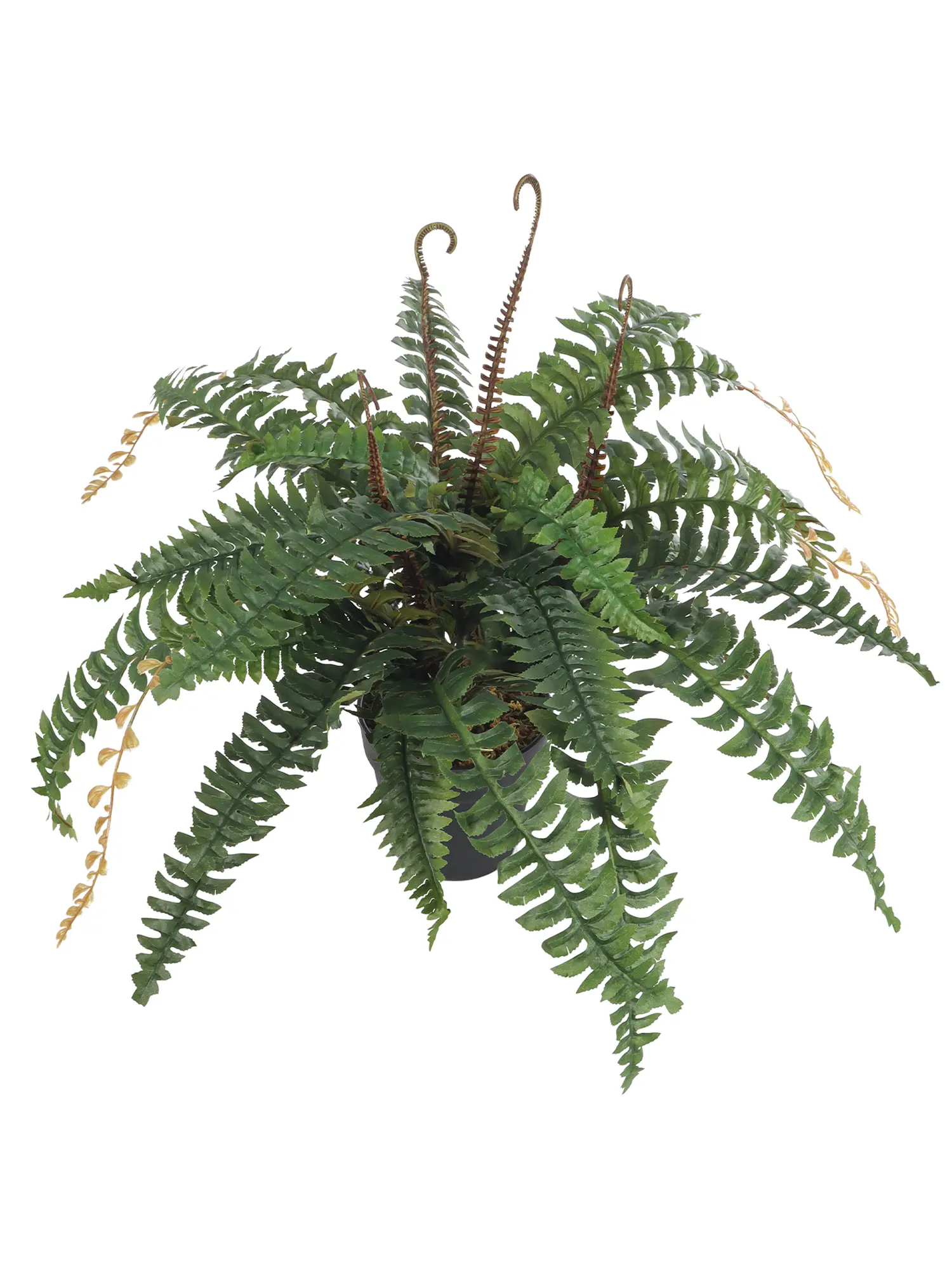 Grote Nepvaren 75cm