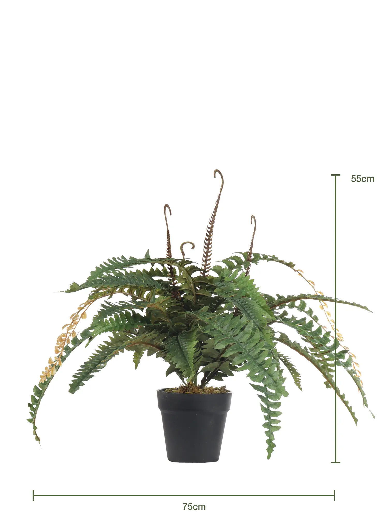 Grote Nepvaren 75cm