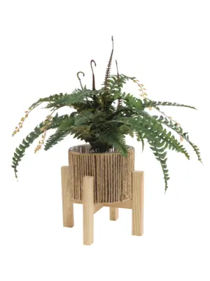 Grote Nepvaren 75cm