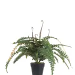 Grote Nepvaren 75cm
