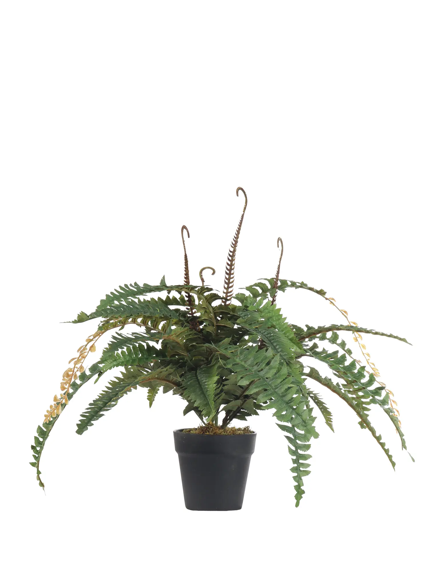 Grote Nepvaren 75cm