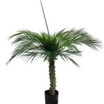 Kunst Palm Hawaii Small 100cm
