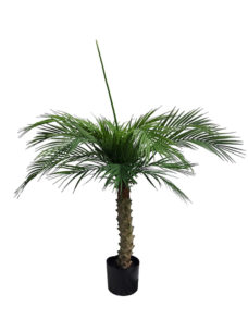 Kunst Palm Hawaii Small 100cm