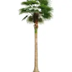 Kunst Waaierpalmboom Bora Bora 460cm