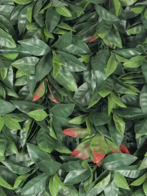 Photinia Kunsthaag Rood