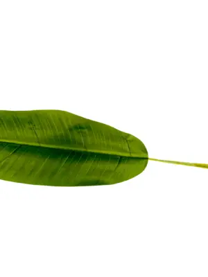 Bananenbladeren 60cm