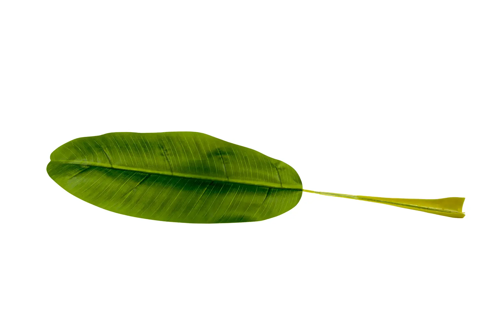 Bananenbladeren 60cm