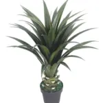 Yucca Naxos 80cm
