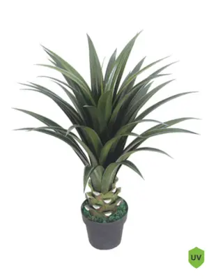 Yucca Naxos 80cm