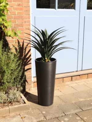 Yucca Naxos 80cm
