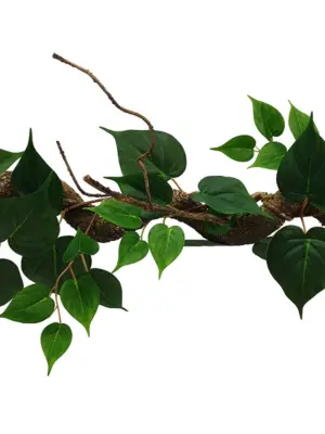 Krulliaan met Groene Bladeren