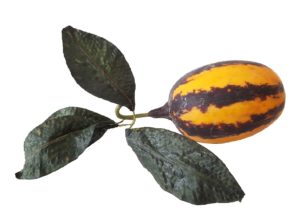 Oranje Bruine Namaak Kalebas 15cm.
