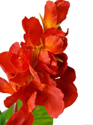 Kunst Canna Rood 165cm
