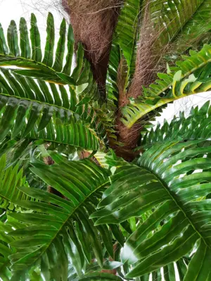 Varenpalm Fiji 185cm