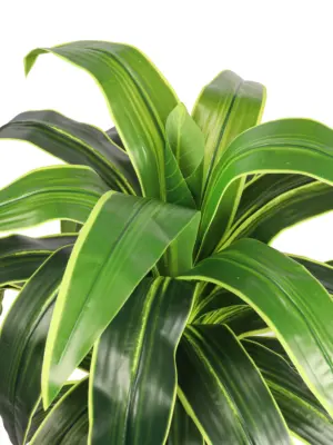 XL Kunst Dracaena 120cm