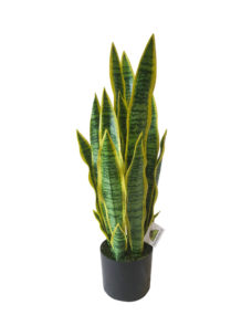 Kunst Sanseveria 68cm