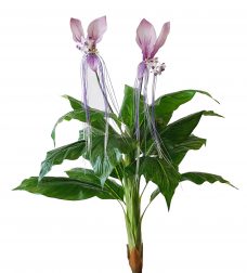Tropische XL Orchidee Steker Paars 100cm