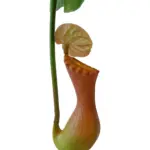 Namaak Vlees Etende Planten Kelk groen-bruin 66cm