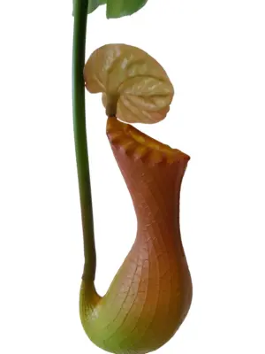 Namaak Vlees Etende Planten Kelk groen-bruin 66cm