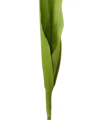 Witte Kunst Tulp 44cm