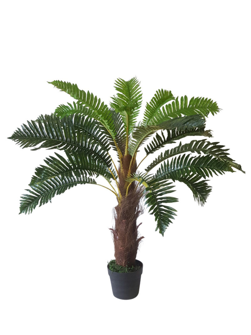 Kleine Varenpalm Tasmanië 100cm