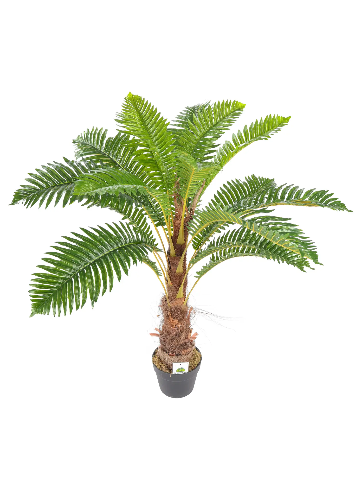 Kleine Varenpalm Tasmanië van 100cm met weelderige kruin