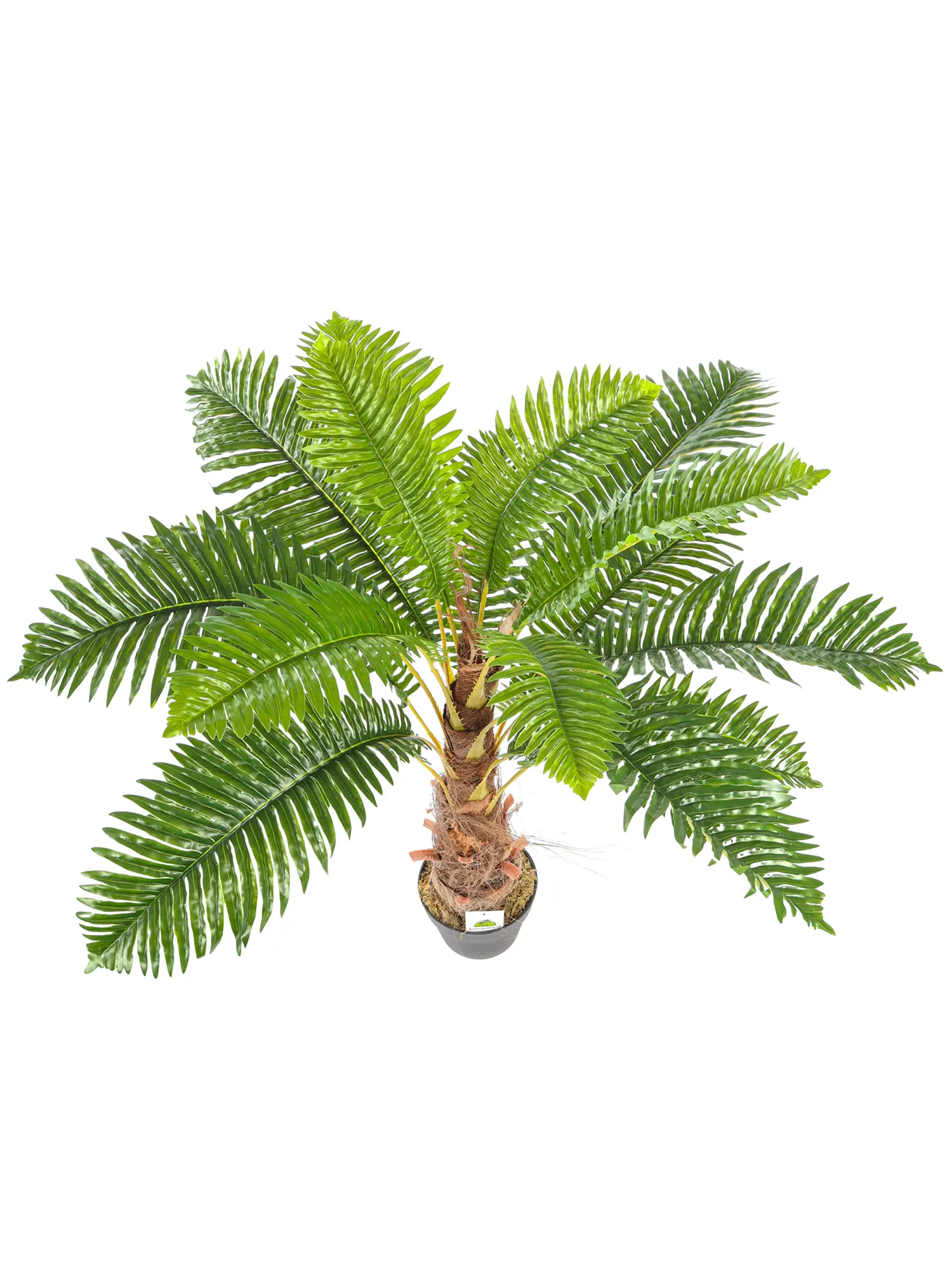 Kleine Varenpalm Tasmanië van 100cm met weelderige kruin