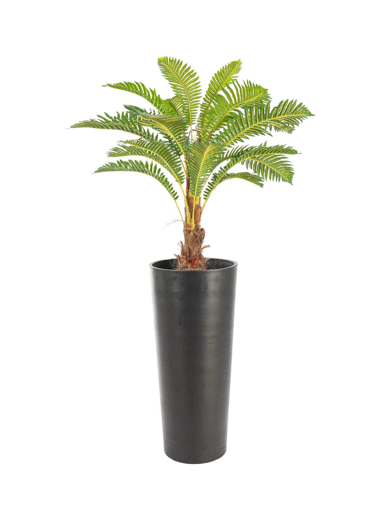 Kleine Varenpalm Tasmanië van 100cm met weelderige kruin