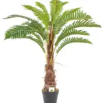 Kleine Varenpalm Tasmanië van 100cm met weelderige kruin