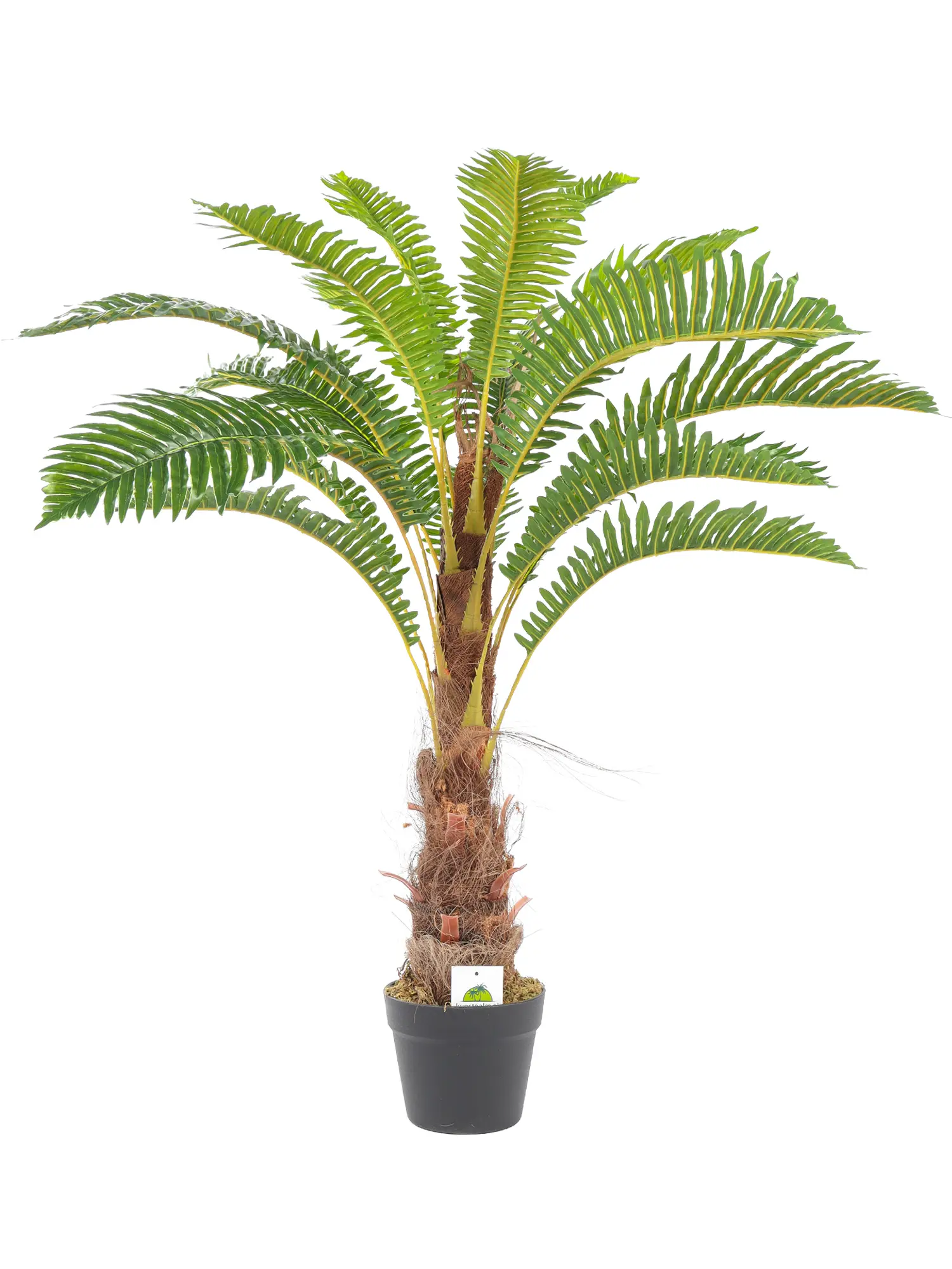 Kleine Varenpalm Tasmanië van 100cm met weelderige kruin