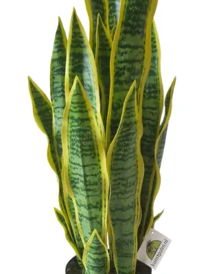 Kunst Sanseveria 68cm