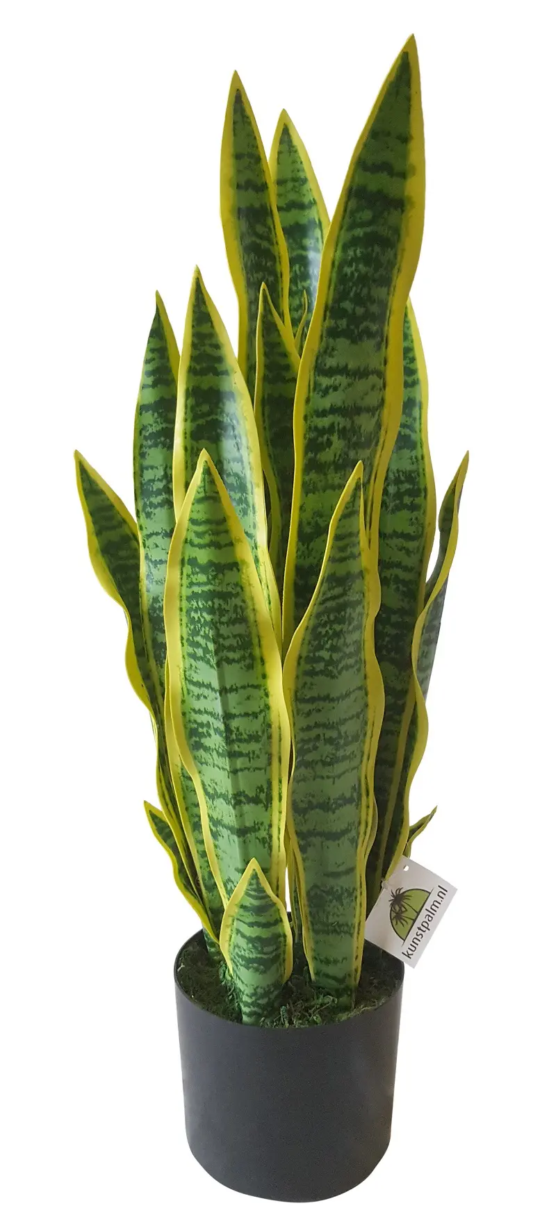 Kunst Sanseveria 68cm