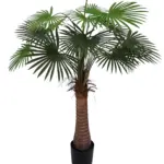 Waaierpalm Belize 125cm