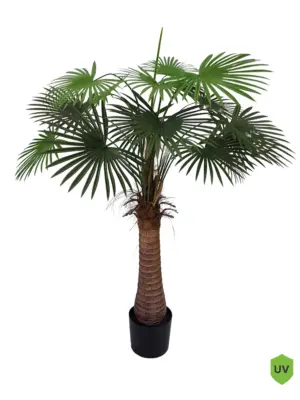 Waaierpalm Belize 125cm