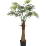 Waaierpalm Belize 125cm