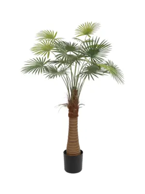 Waaierpalm Belize 125cm