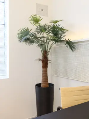 Waaierpalm Belize 125cm van Kunstpalm.nl