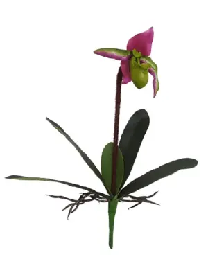 Kelk Orchidee Rose Groen 40cm