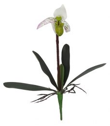 Kelk Orchidee Wit 40cm