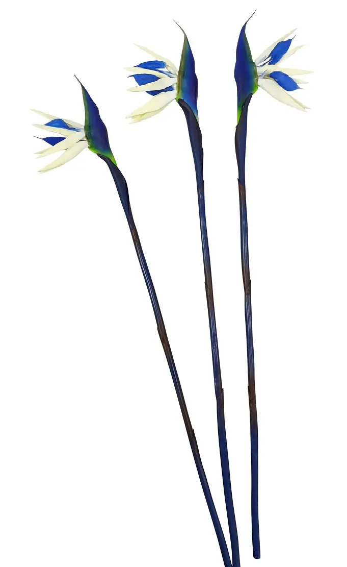 Blauwe Paradijsvogelbloem 80cm