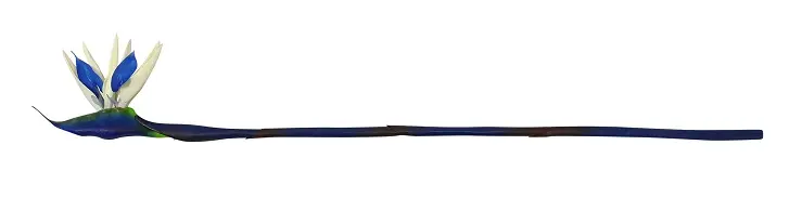 Blauwe Paradijsvogelbloem 80cm