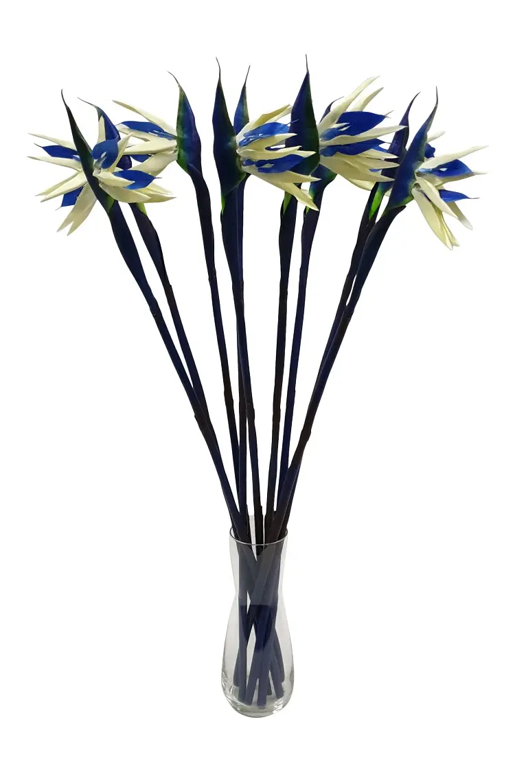 Blauwe Paradijsvogelbloem 80cm