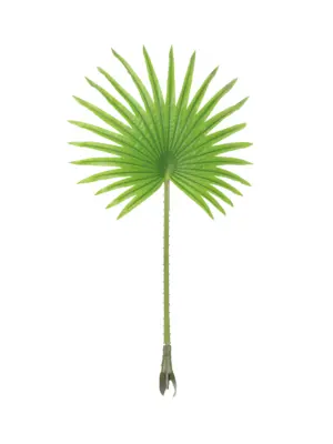 Extra Groot Waaier Palmblad 140cm