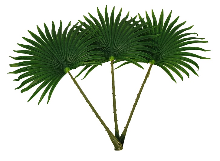 Groot Waaier Palmblad 55cm