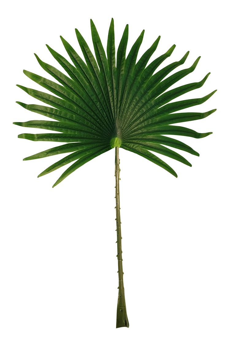 Groot Waaier Palmblad 55cm