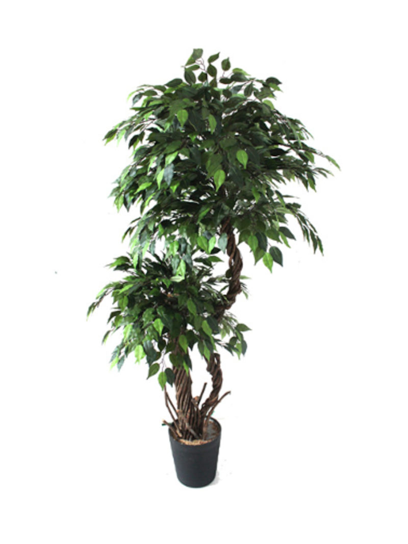 Groene Kunstficus Dubbele Kruin 165cm