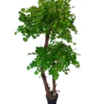 Kunst Esdoorn Dubbele Kruin Lichtgroen