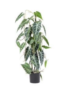 Kunst Kamerplant Alocasia 80cm