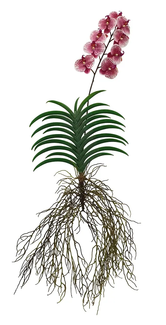 Roze Hang Orchidee 125cm